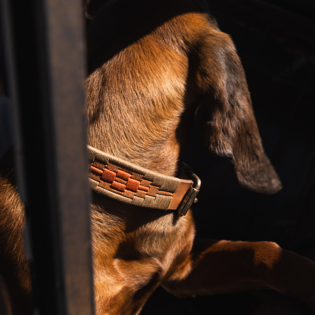 BirdDog X Zilker Bespoke Dog Collar