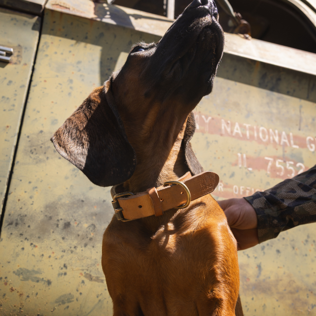 BirdDog X Zilker Bespoke Dog Collar