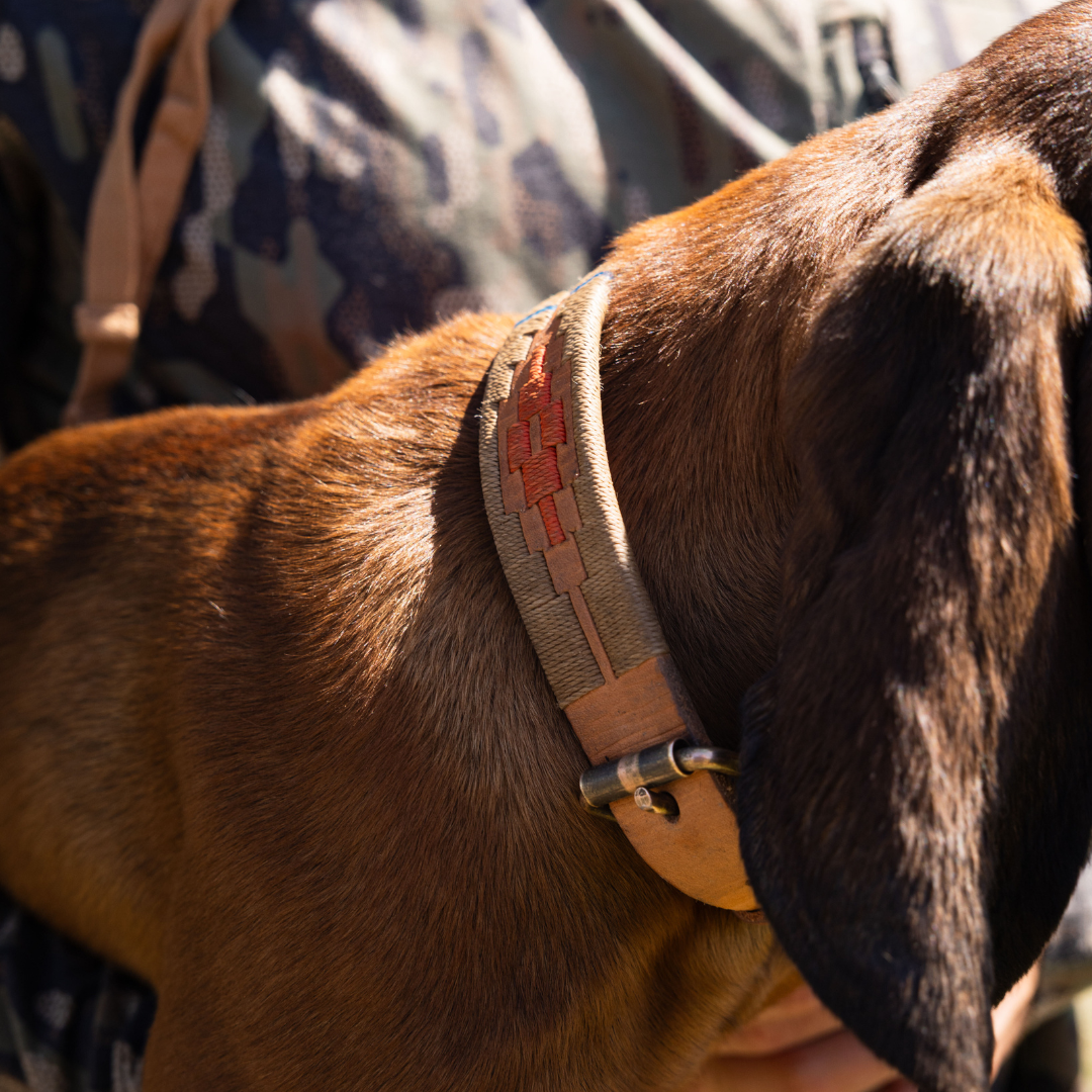 BirdDog X Zilker Bespoke Dog Collar