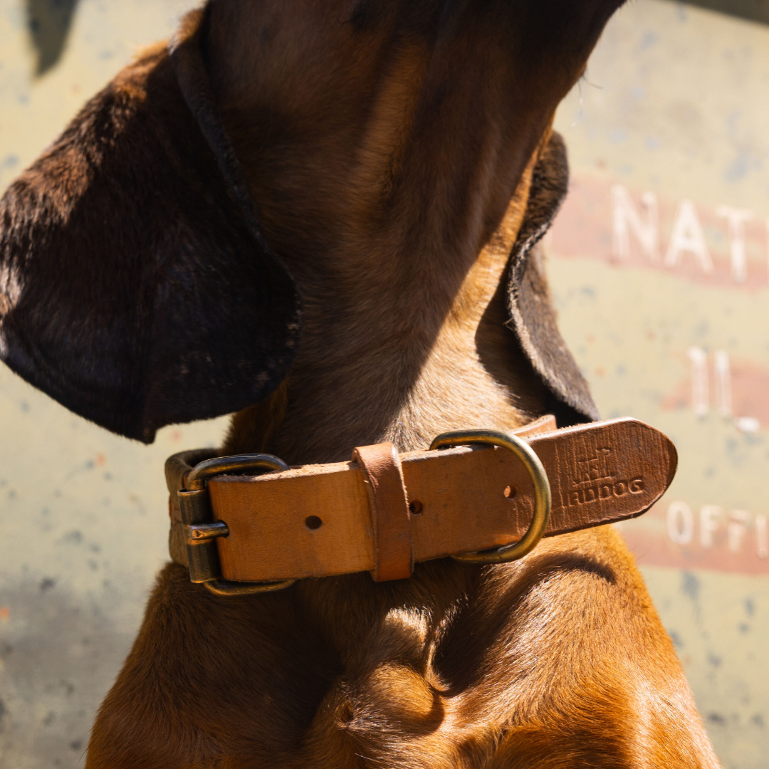 BirdDog X Zilker Bespoke Dog Collar